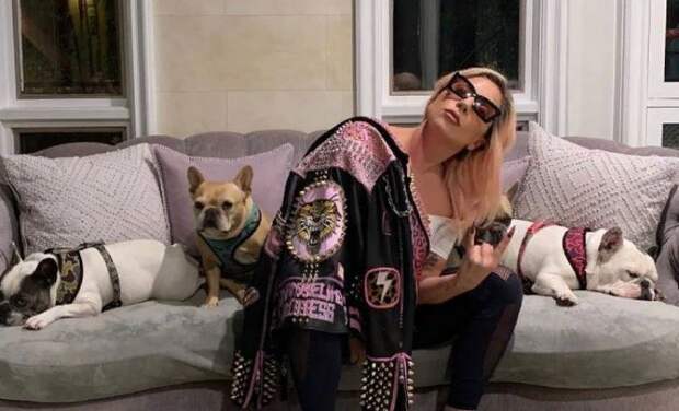 Похитителей бульдогов Леди Гаги арестовали: среди них оказалась знакомая певицы