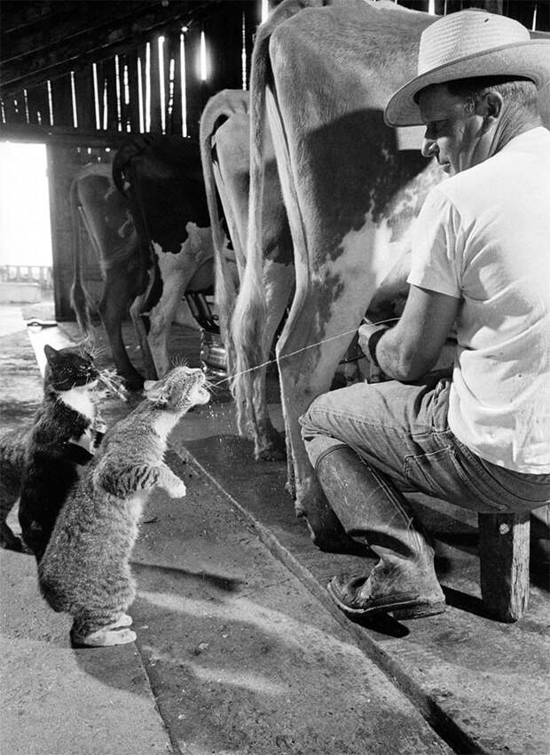 7. Брауни получает порцию молока, а Блэки ждет своей очереди, 1954 г. архивные фотографии, лучшие фото, ретрофото, черно-белые снимки
