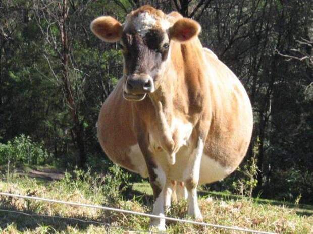 Корова, период беременности – от 240 до 311 дней.
