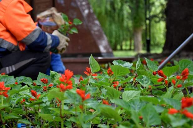 В парке им. Гагарина в Симферополе высадят 6 тысяч цветов