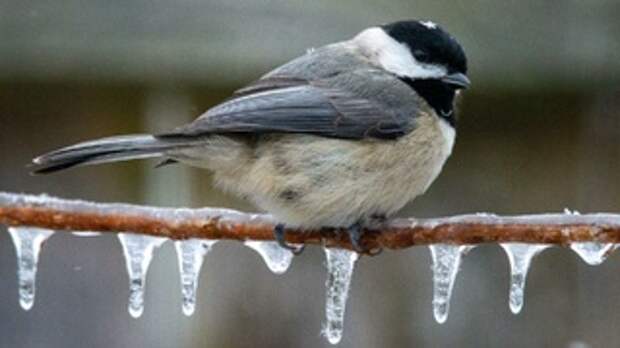 8 марта для барнаульских дорожников не будет выходным