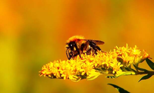Эксперты назвали пять причин и возможные последствия массовой гибели пчел в России