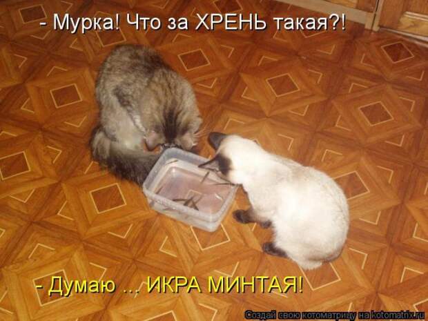 Лучшие котоматрицы недели (50 фото)