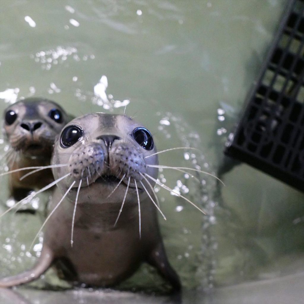 Bigpicture ru adorable baby animals 4 1024x1024