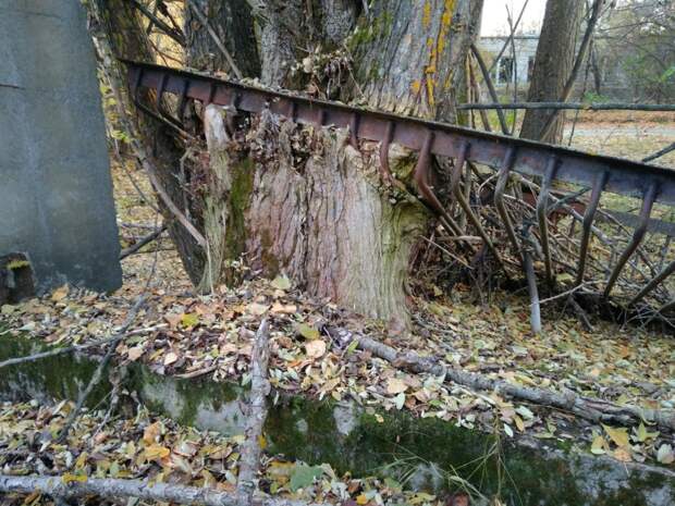 Дерево, проросшее сквозь металлическую решётку