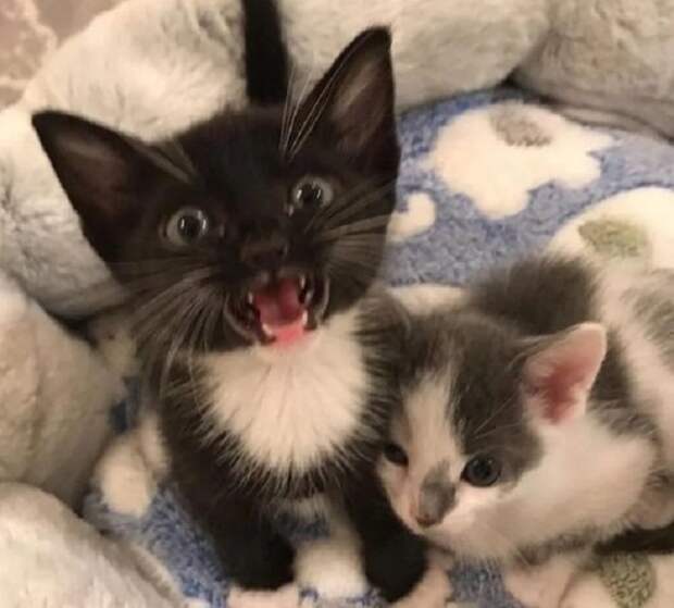 Котенок орет Два котенка