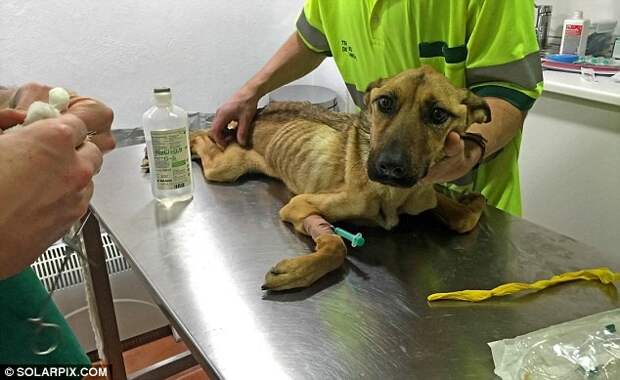 На грани смерти: невероятное восстановление истощённой собаки, которая даже не могла стоять животные, собака, спасение