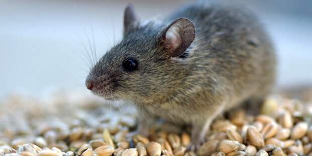 Опасность с грядок: почему городские жители массово заражаются мышиной лихорадкой