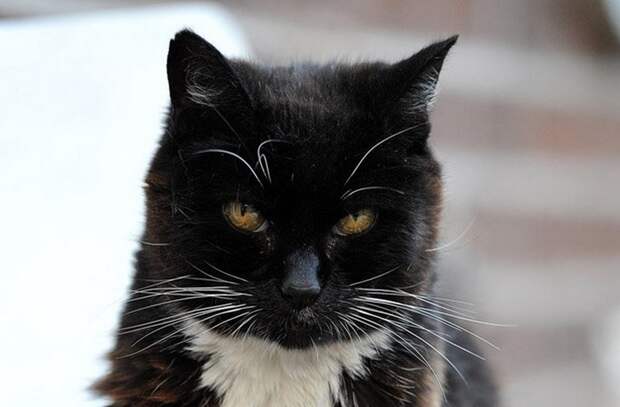 Самые старые коты и кошки нашей планеты