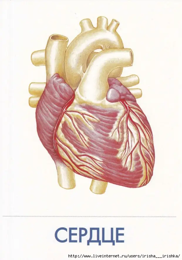 Сердце картинка для детей орган