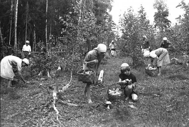 Школьники колхоза «Белорусский Труженик» собирают грибы для Красной Армии и населения города.  Июль 1942 г. Ярославская область.