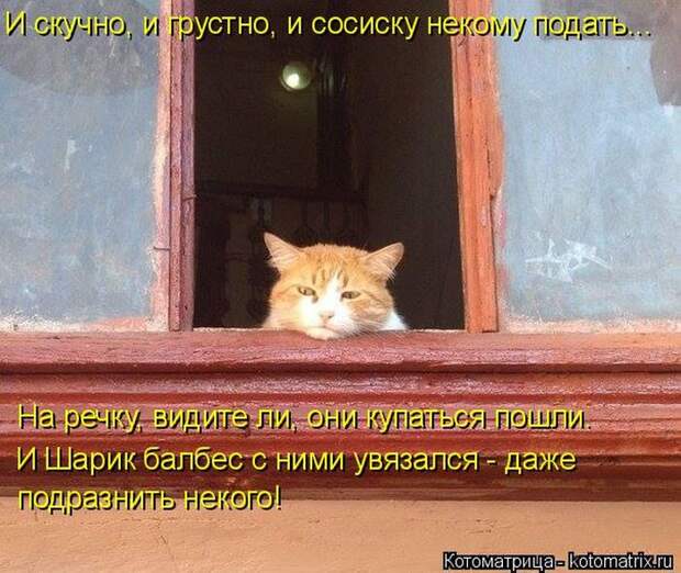 Лучшие котоматрицы недели (50 фото)
