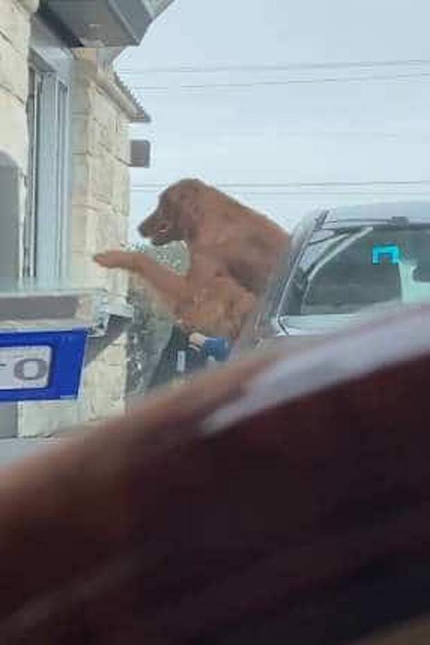 собака в машине