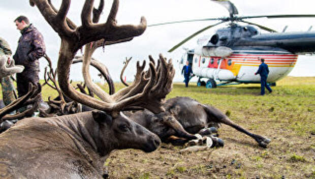 Дюжину ездовых оленей доставили вертолетом на остров Колгуев для подсчета стада