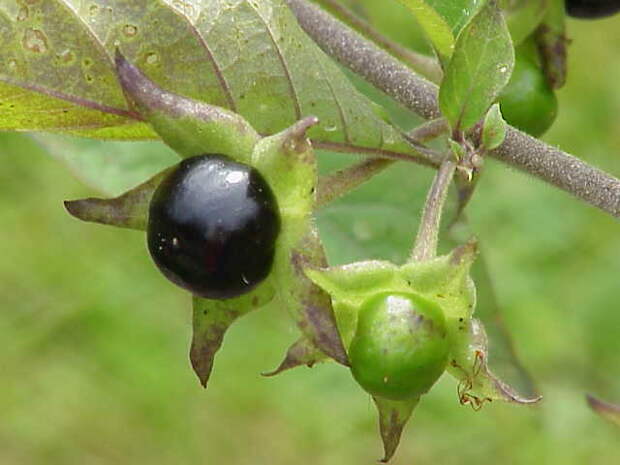 Atropa_bella-donna0
