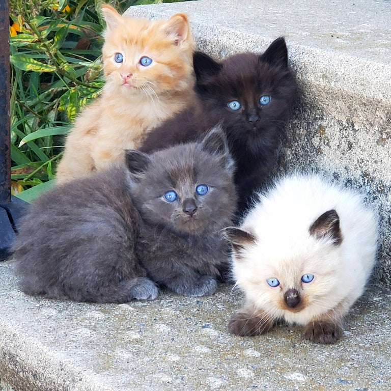 Bigpicture ru adorable baby animals 22