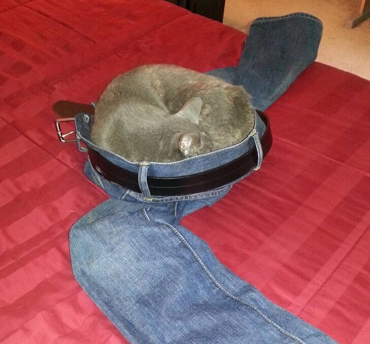 Эмоциональные домашние питомцы, которых застали врасплох