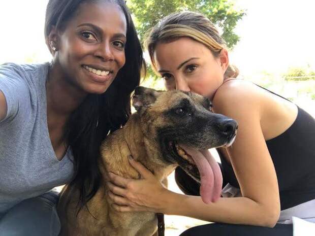 shelter-dog-17