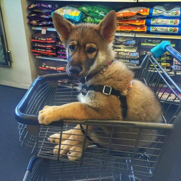 cart19