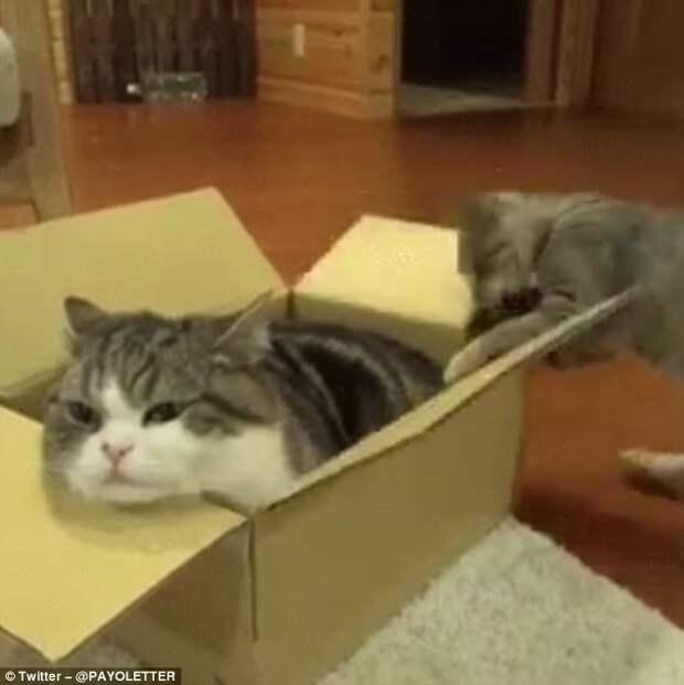 Эй, подвинься! коробки, кошки, смешно, фото