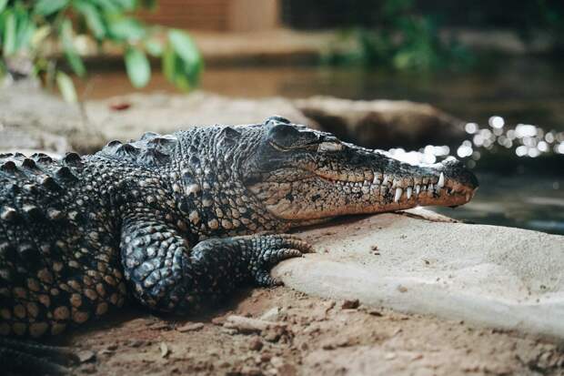 Пилот упал в кишащую крокодилами воду