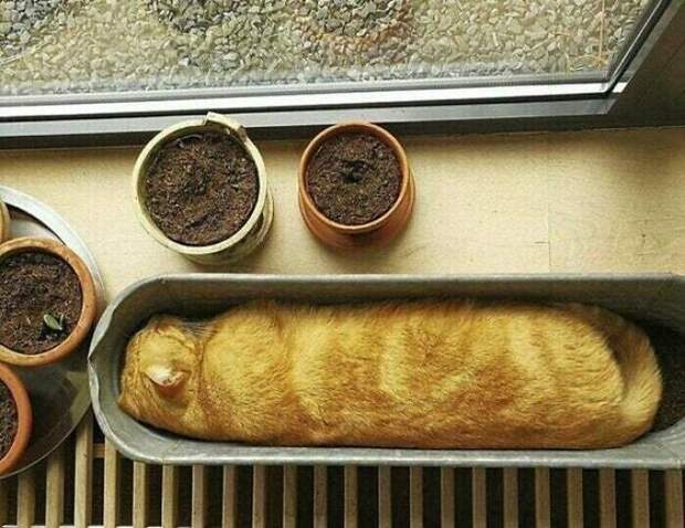 Кошачий багет Кошачий багет