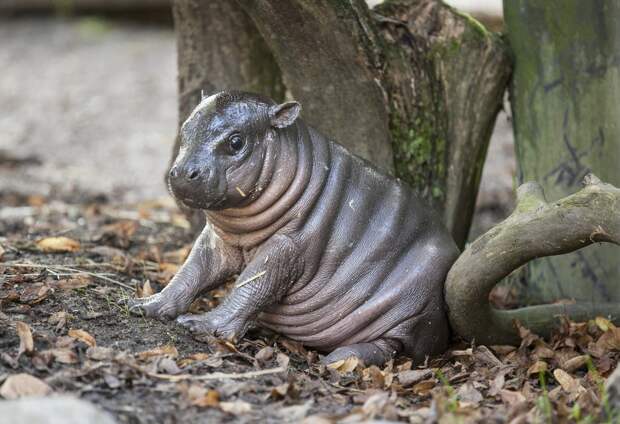 Bigpicture ru adorable baby animals 30