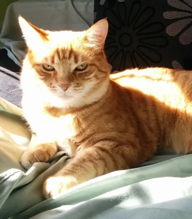 Кот смотрит осуждающе. Осуждающий котик. кот осуждает. котейка осужлает. кот осуждает фото.