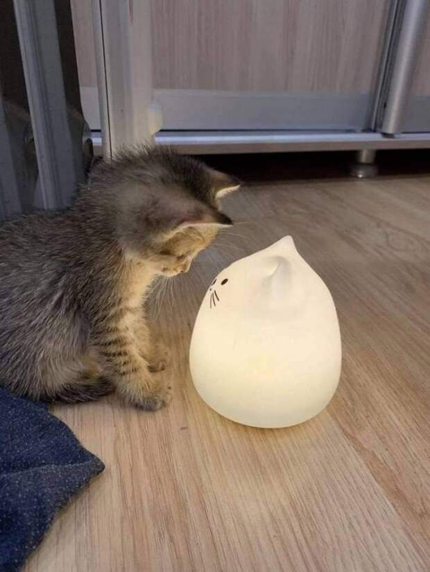 Котенок и лампа