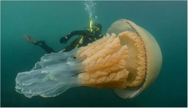 В Великобритании нашли гигантскую медузу размером с человека