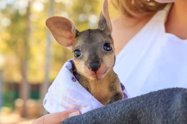 Bigpicture ru adorable baby animals 11