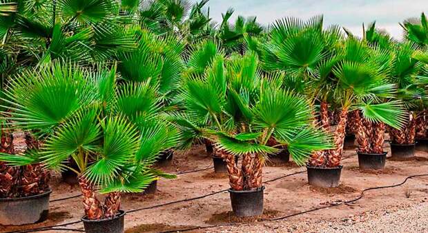 Комнатное растение Вашингтония (Washingtonia)