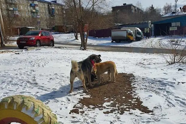Читинка пожаловалась на стаю собак в Каштаке, бегающую после нападения на девушку и отлова