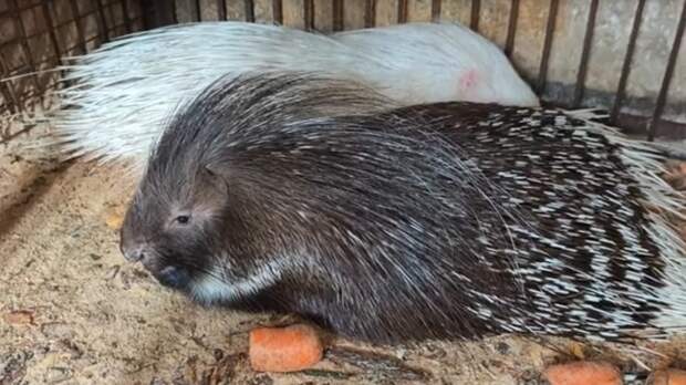 В зоопарке Барнаула показали белоснежных малышей-дикобразов