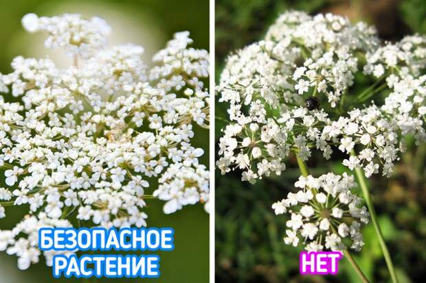 Небезобидные растения, которые лучше обходить стороной
