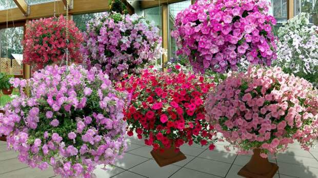 petunia_v_sadu2