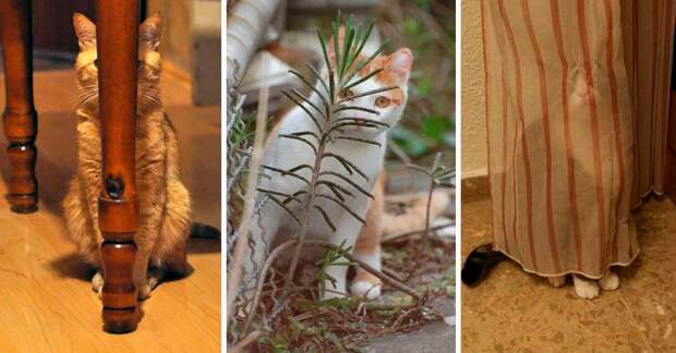 Коты, выглядывающие из своих укрытий (25 фото)