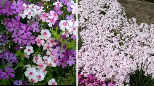 Как вытеснить сорняки с участка при помощи цветов