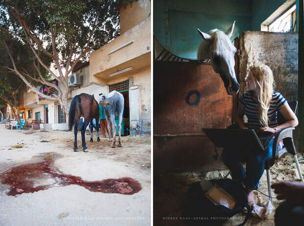 Ужасная судьба верблюдов и лошадей в Египте братья меньшие, верблюды, египет, животные, лошади
