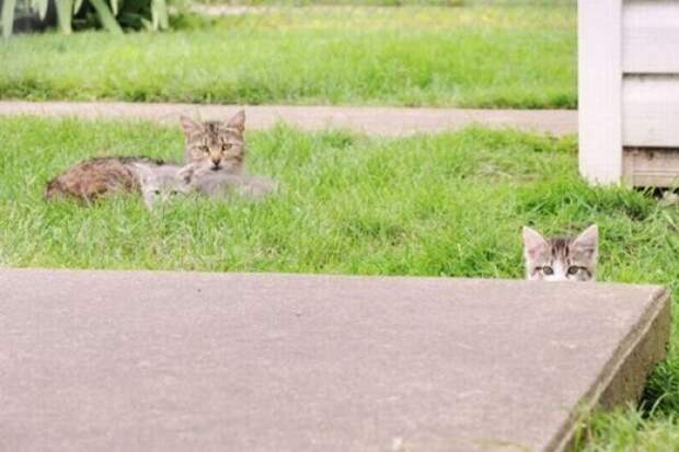 Коты, выглядывающие из своих укрытий (25 фото)
