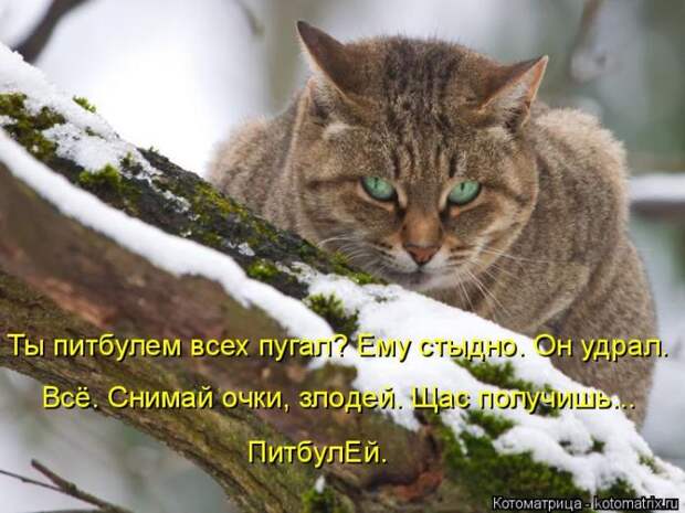 Лучшие котоматрицы недели (50 фото)