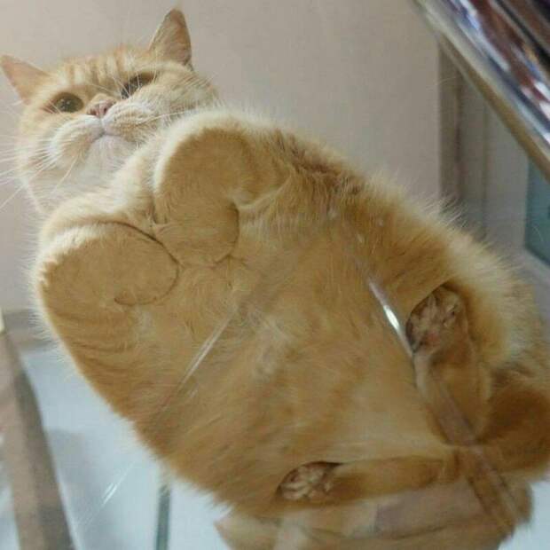 Субботний котопост коты, кошки, приколы с котами., смешные коты