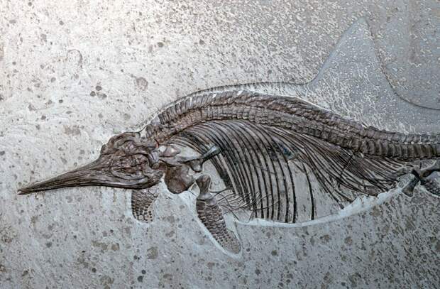 В Самарской области нашли скелет ихтиозавра с "обедом" внутри