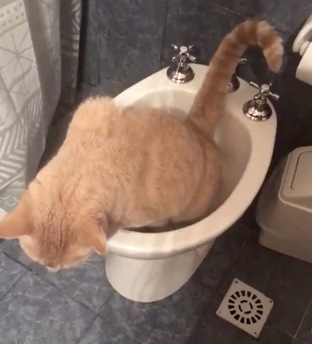 20+ котов, чьи безумные проделки доказывают, что смекалки у этих хвостатых хоть отбавляй