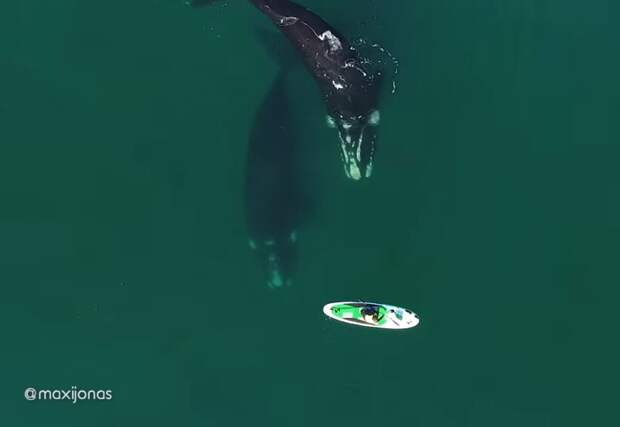 Видео: Южный гладкий кит мягко подталкивает плавником доску с гребцом