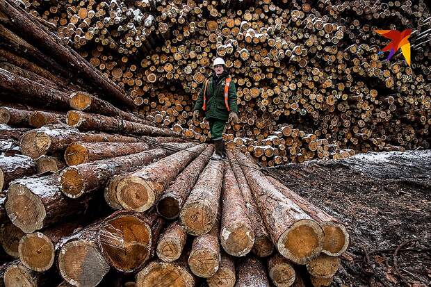 Громкий скандал вокруг леса разгорается в Красноярском крае Фото: Виктор ГУСЕЙНОВ