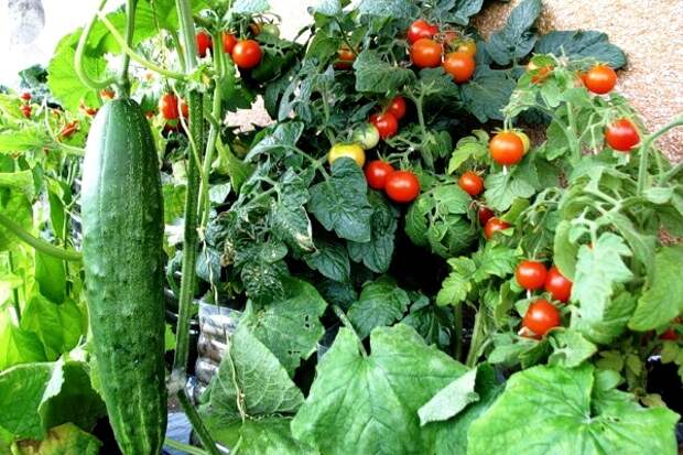 выращивание овощей в квартире