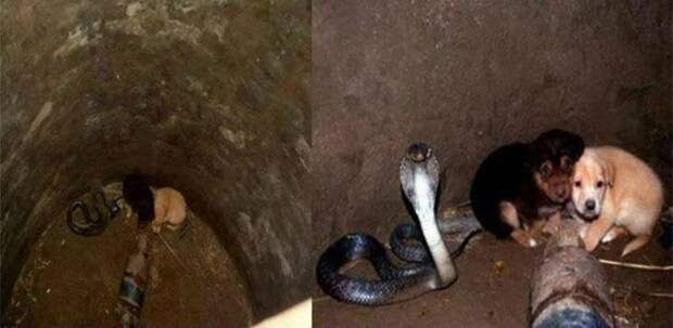 Разбор глупостей из интернета: Почему кобра спасла этих щенков на самом деле?