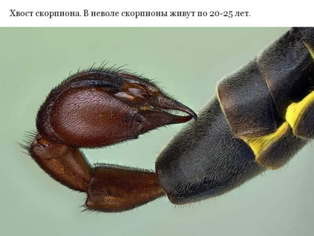 Фото различных предметов под микроскопом