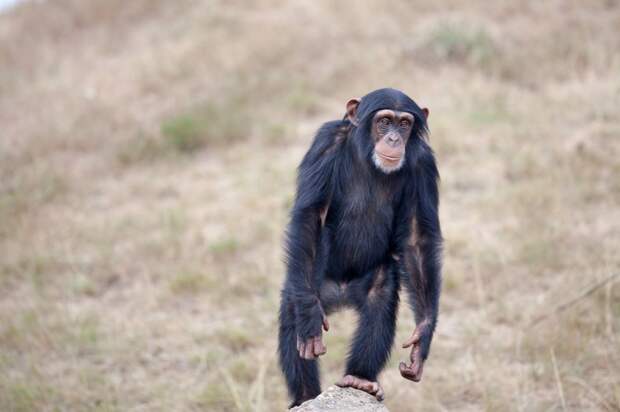 Многие современные приматы могут ходить на двух конечностях.